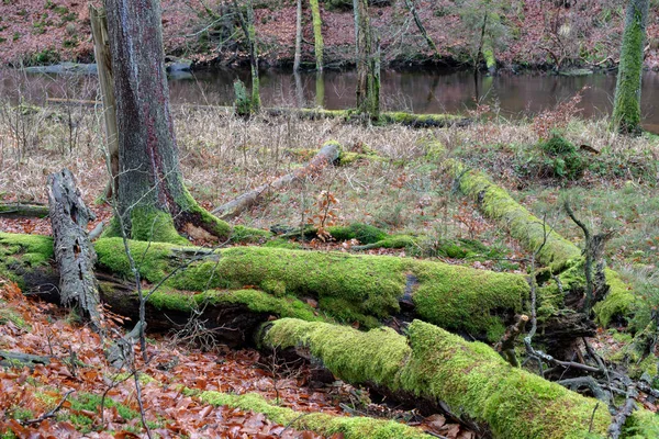 Mossy Boomstam Overwoekerd Kofferbak Van Een Bladverliezende Boom Seizoen Van — Stockfoto