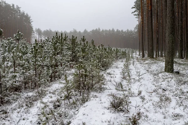松树上被雪覆盖的小树枝 森林里树枝上有新鲜的雪 冬季季节 — 图库照片