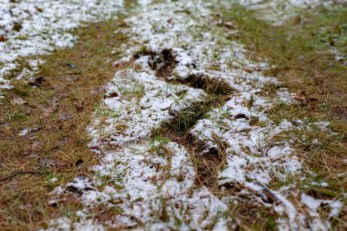 Yaban domuzu bir orman yolda izleri. Burada yaban domuzları sürüsü ormanda kalmak yer. Kış sezon.