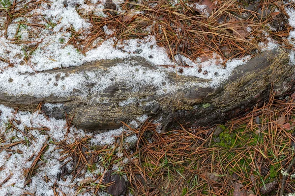 ツリーのルートは 森の小道に根ざしています 古い松の木の根っこ シーズン冬 — ストック写真