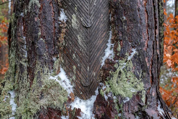 通过再加工破坏软木树皮 从树干上获取树脂的地方 冬季季节 — 图库照片
