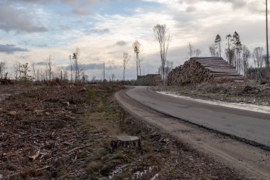 Bir orman yolu düzenlenen odun yığını. Ahşap ihracat için hazır. Kış sezon.