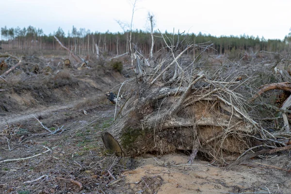 一棵树的根被强风连根拔起 在中欧的一个伐木的地方 冬季季节 — 图库照片