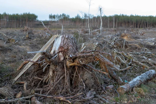 一棵树的根被强风连根拔起 在中欧的一个伐木的地方 冬季季节 — 图库照片