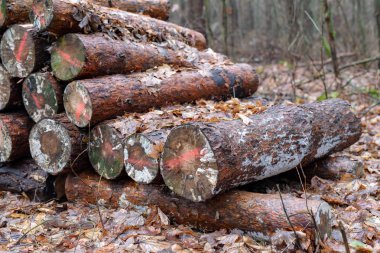 Ormandaki ağaç gövdeleri üzerinde kalıp. Ahşap yığılmış. Kış sezon.