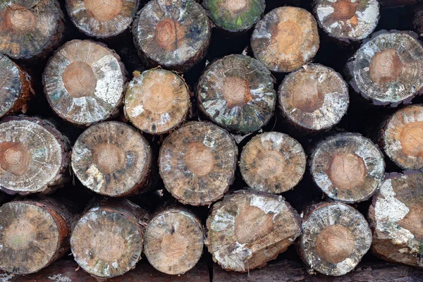 Ormandaki Ağaç Gövdeleri Üzerinde Kalıp Ahşap Yığılmış Kış Sezon — Stok fotoğraf