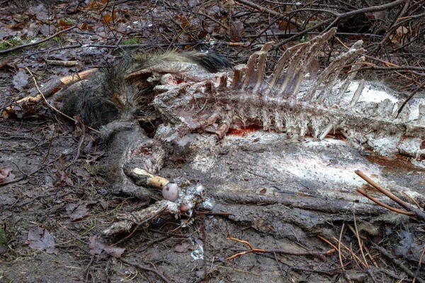 Cuerpo Jabalí Comido Por Animales Salvajes Bosque Padlina Fue Bosque —  Fotos de Stock