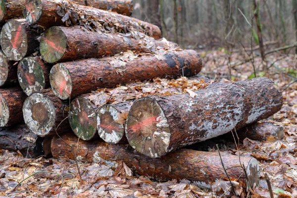 Ormandaki ağaç gövdeleri üzerinde kalıp. Ahşap yığılmış. Kış sezon.