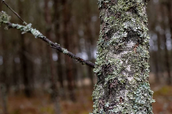 苔藓和生长在桦树的树皮 桦树的树皮 冬季季节 — 图库照片
