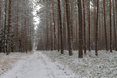 Bir iğne yapraklı orman içinde karlı bir yol. Orman ve taze karla kaplı ağaçlar kanalı. Kış sezon.