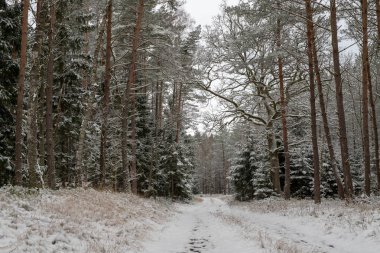 Bir iğne yapraklı orman içinde karlı bir yol. Orman ve taze karla kaplı ağaçlar kanalı. Kış sezon.