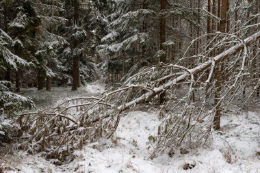 Bir iğne yapraklı orman içinde karlı bir yol. Orman ve taze karla kaplı ağaçlar kanalı. Kış sezon.