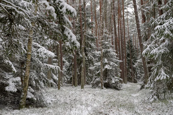 Ένα Χιονισμένο Δρόμο Μέσα Ένα Δάσος Κωνοφόρων Αγωγός Στο Δάσος — Φωτογραφία Αρχείου