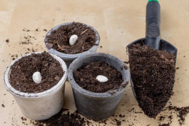 Fasulye küçük tencere dikim. İş ev koşullarında Bahçe. Açık renkli.