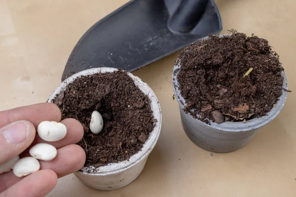 Plantering Bönor Små Krukor Trädgårdsarbete Arbete Hemförhållanden Ljus Bakgrund — Stockfoto