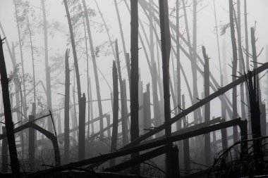 Kırık ağaç sırasında fırtına konulsun. Sabah bir sis sis içinde kırık bir orman sonra büyük bir rüzgar. Kırık orman.