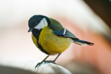 Baştankara üzerinde ev balkon korkuluk.
