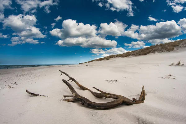 Beach Balti Tenger Régi Gyökerét — Stock Fotó