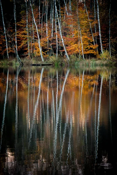 在湖镜子反射的桦树树干 — 图库照片