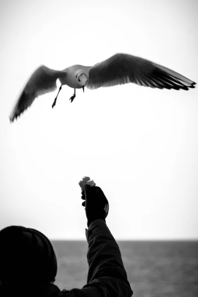 Seagull Man Feeding Bread — Stock Photo, Image