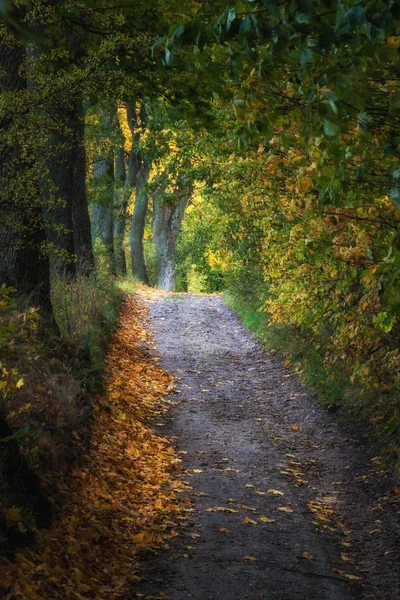 Camino Entre Árboles Colores Otoñales Corredor Camino Tierra Temporada Otoño — Foto de Stock