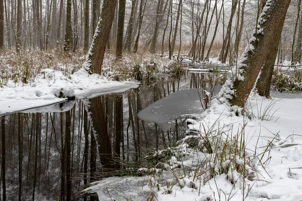 Riacho Coberto Neve Floresta Pequeno Fluxo Água Flui Floresta Decídua — Fotografia de Stock