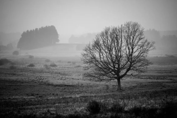 Bomen Mist Zwart Wit Fotografie Seizoen Van Herfst — Stockfoto