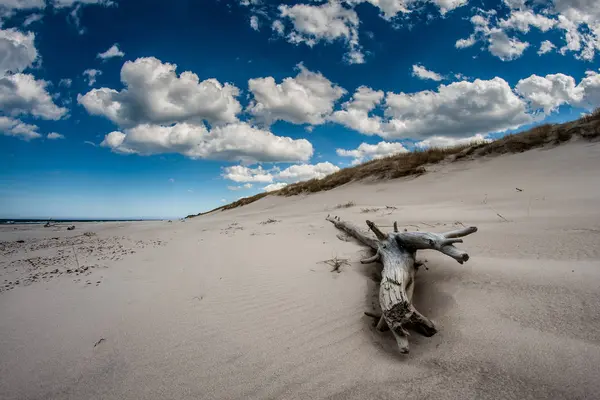 Beach Balti Tenger Régi Gyökerét — Stock Fotó