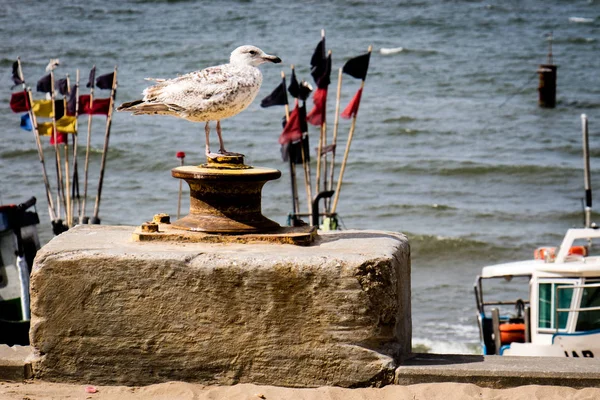 Mouette Sur Bloc Dans Port Pêche — Photo