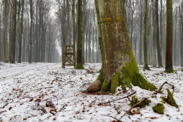 Βρύα Ενός Κορμού Δέντρων Οξιάς Αποβαλλόμενα Δέντρα Καλυμμένα Χιόνι Χειμερινή — Φωτογραφία Αρχείου