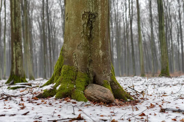 Moss on a beech tree trunk. Deciduous trees covered with snow. Season winter.