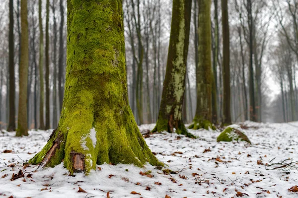 Moss Tronco Faia Árvores Caducas Cobertas Neve Inverno Estação — Fotografia de Stock