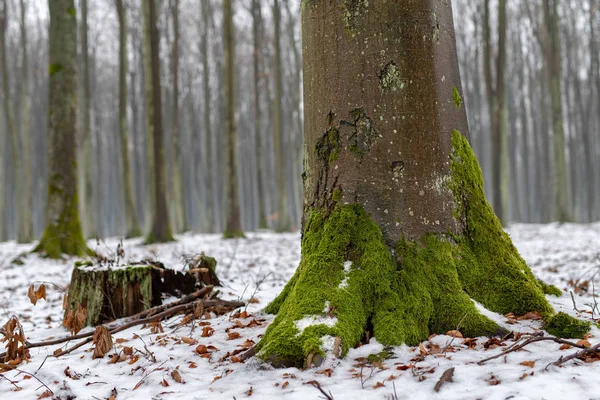 Muschio Tronco Faggio Alberi Decidui Coperti Neve Stagione Inverno — Foto Stock