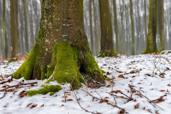 Mossa Beech Trädstam Lövfällande Träd Täckta Med Snö Säsong Vinter — Stockfoto