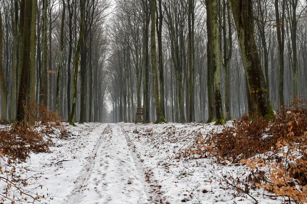Skogsväg Vintern Grusväg Som Leder Genom Skogen Säsong Vinter — Stockfoto