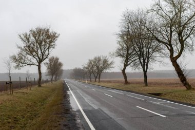 Sisli bir ortamda asfalt yol. Yol ve yolun kenarında küçük ağaçlar. Kış sezon.
