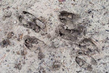 Bir orman yolu üzerinde bir geyik izleri. Vahşi hayvanlar kumlu bir yol aracılığıyla geçiş yeri. Bahar mevsimi.