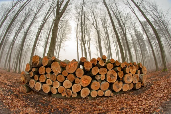 Estrada Que Conduz Através Floresta Decídua Início Primavera Uma Pilha — Fotografia de Stock