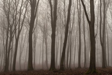 Erken ilkbaharda yaprak döken orman giden yol. Yerde yatan odun yığını. Bahar mevsimi.