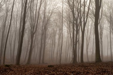 Erken ilkbaharda yaprak döken orman giden yol. Yerde yatan odun yığını. Bahar mevsimi.