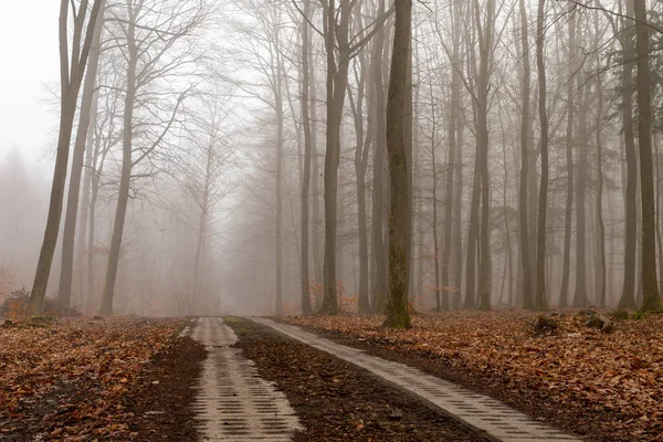 Δρόμο Που Οδηγεί Μέσα Από Δάσος Φυλλοβόλων Νωρίς Την Άνοιξη — Φωτογραφία Αρχείου