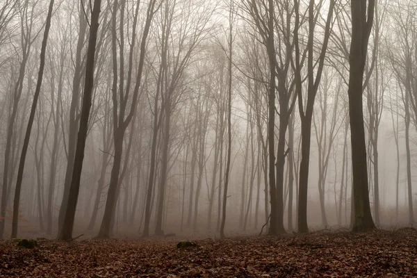Erken ilkbaharda yaprak döken orman giden yol. Yerde yatan odun yığını. Bahar mevsimi.