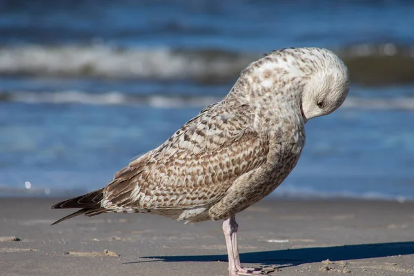 Mouette Marchant Long Mer Chouette Sur Mer Saison Hiver — Photo