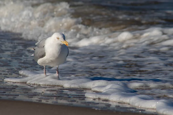 Seagull Promenader Längs Havet Fågel Havet Säsong Vinter — Stockfoto