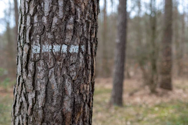 森林中针叶树树皮上的标记。白 l — 图库照片