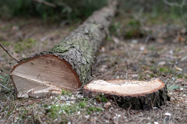 針葉樹の木を切り倒した。トランクや木のログ. — ストック写真