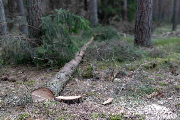 Skära ner barrträd. Bål och log ett träd. — Stockfoto