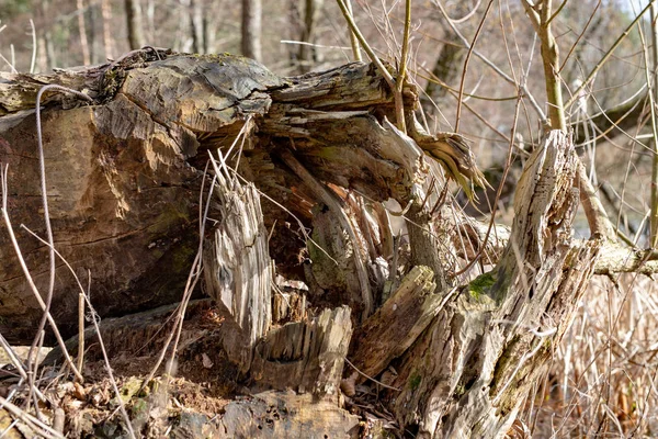 A large tree felled by beavers. Old dry tree trunk on the shore — Stock Photo, Image