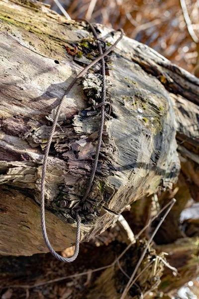 Un cavo di acciaio arrugginito che è stato coltivato in un tronco d'albero. Un ol — Foto Stock