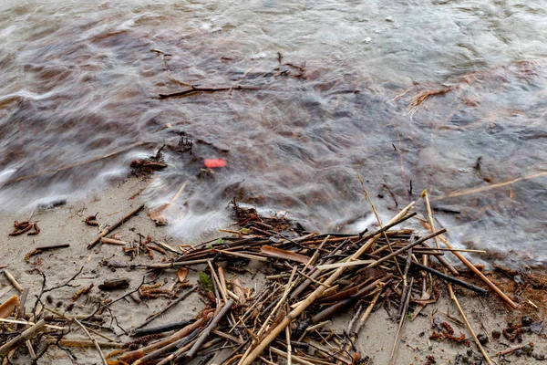 Roseaux jetés par les vagues sur la rive du lac. Plantes mortes collectées i — Photo